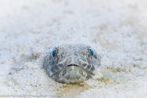 "Beach Day"
A Sand Diver buried in the sand. by Dusty Norman 